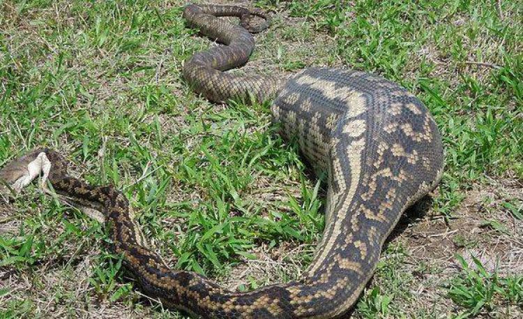 Wanita di Jambi Ditemukan Dalam Perut Ular Piton di Kebun Karetnya